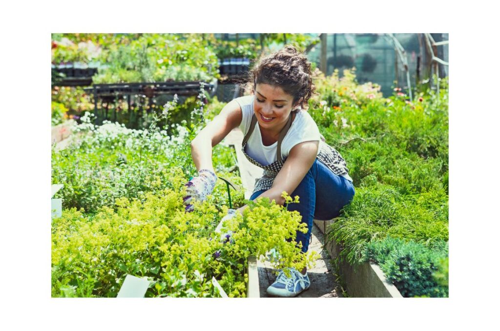 Woman in a garden, caring for her plants.